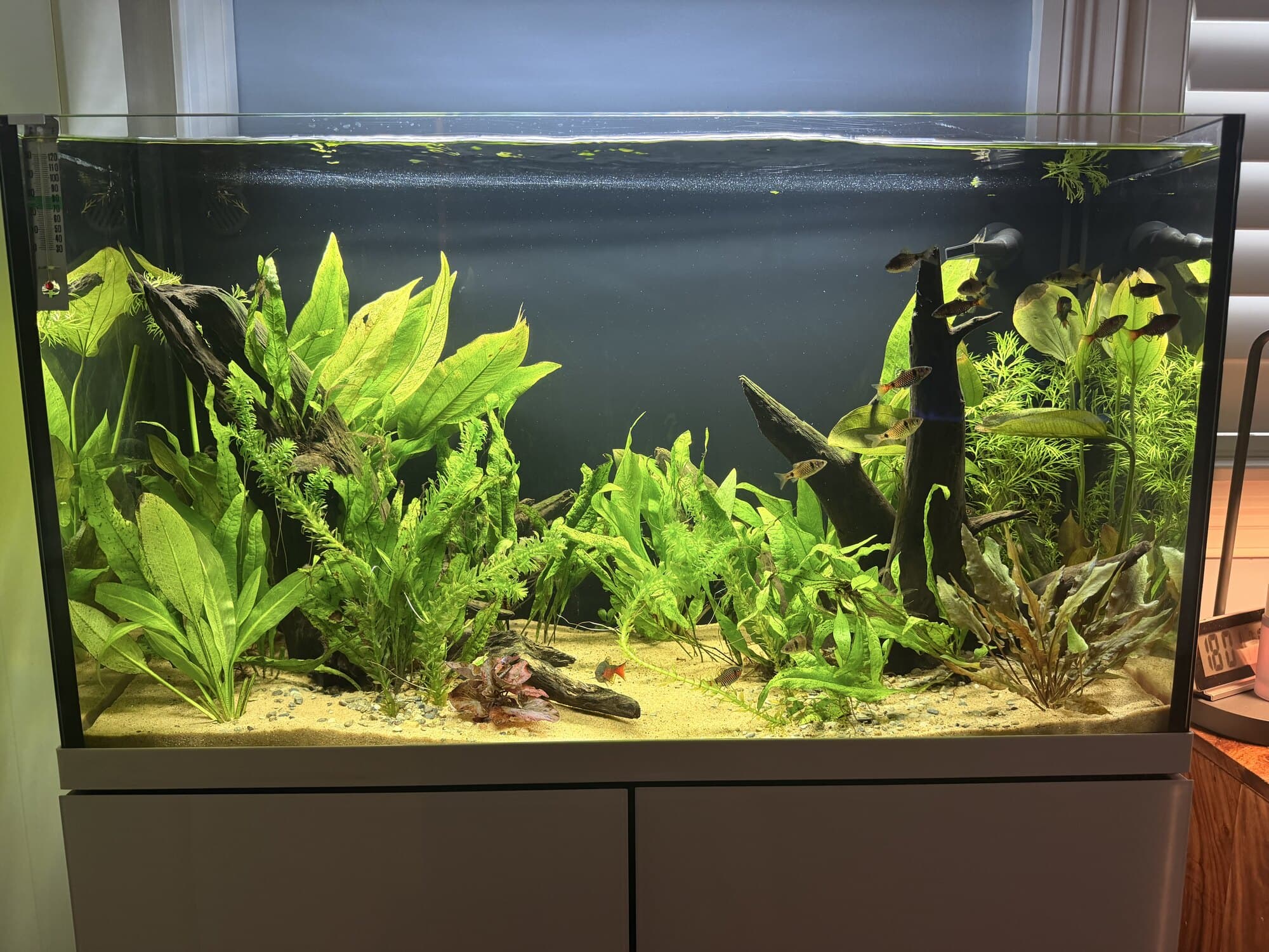 A planted aquarium on a white cabinet in a customer's home, set up and maintained by Barrier Reef