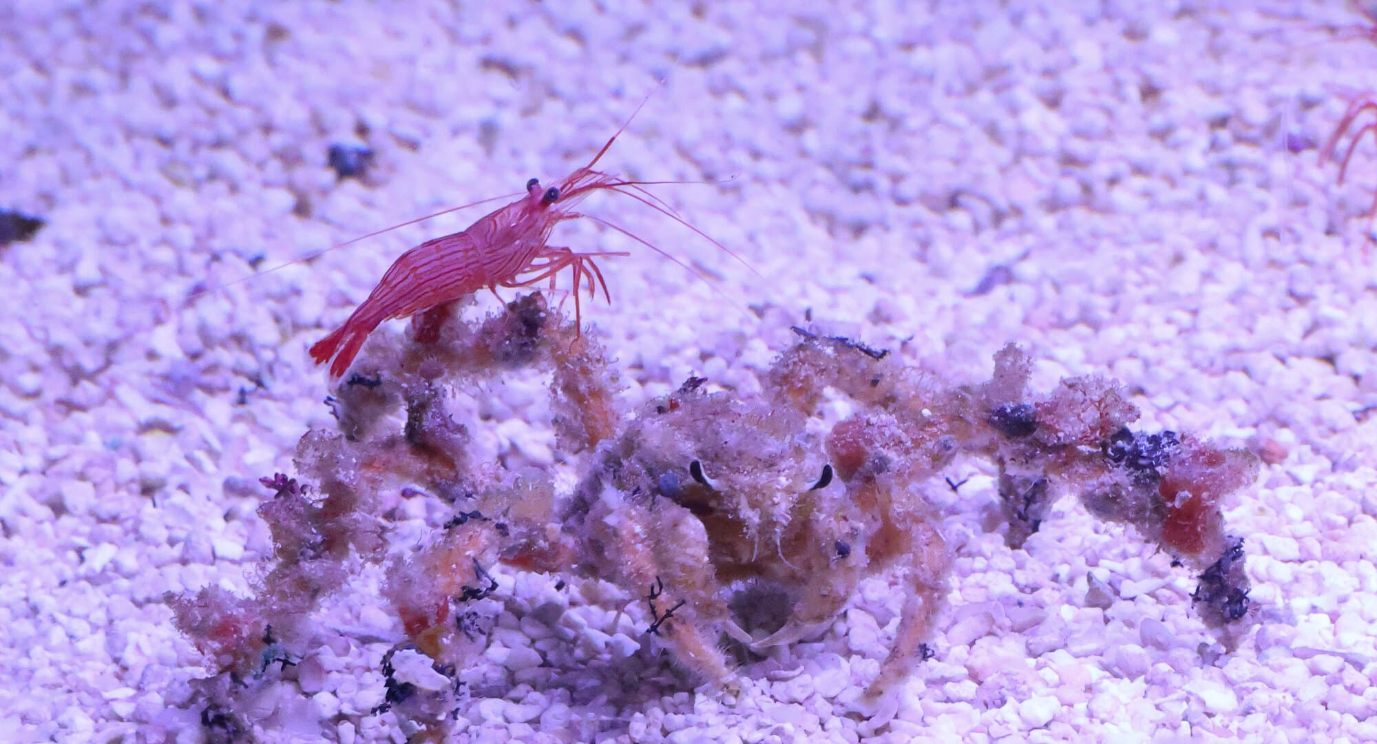 Decorator spider crab on white sand with a peppermint shrimp on its back