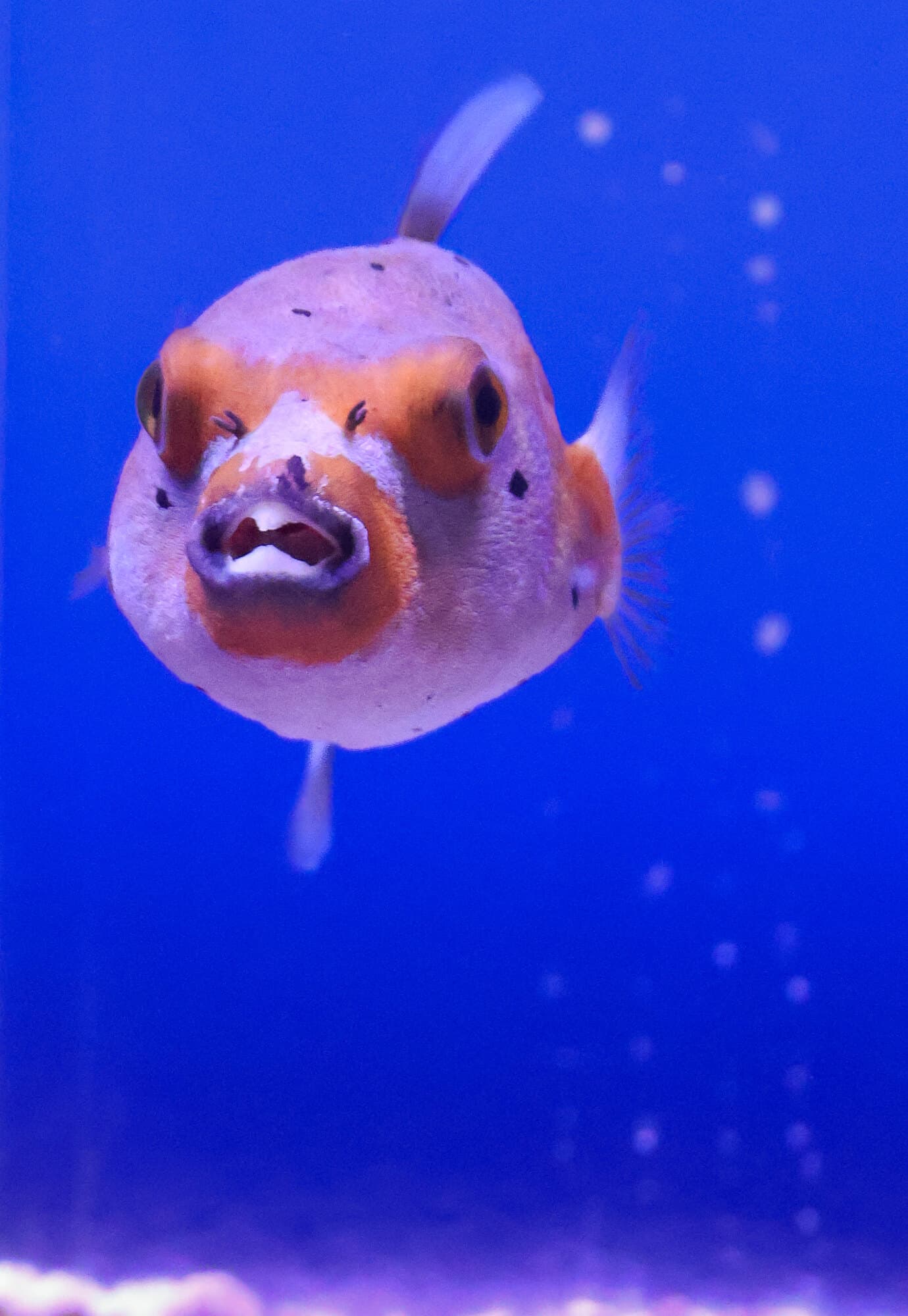 Dogface puffer facing the camera in one of the store's tanks