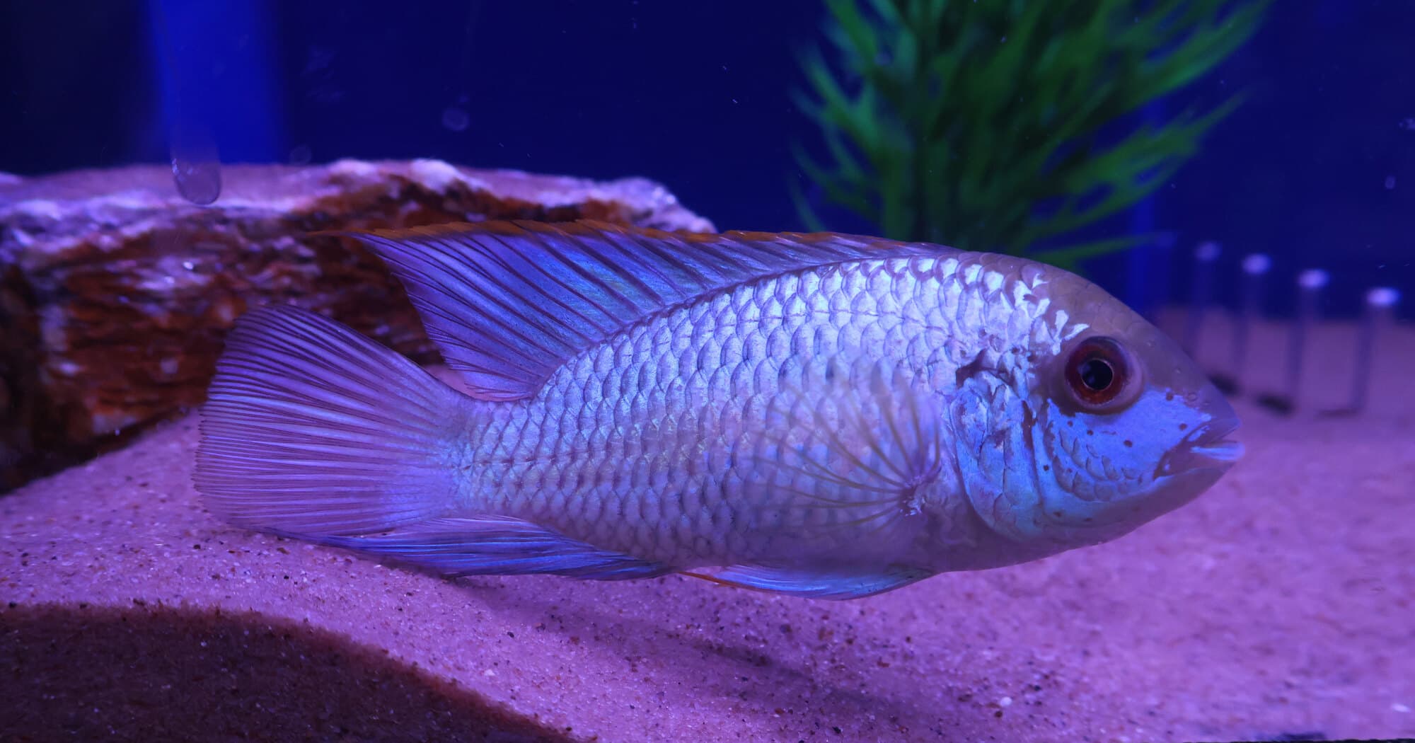 Electric blue acara on the sand in one of the store's freshwater tanks