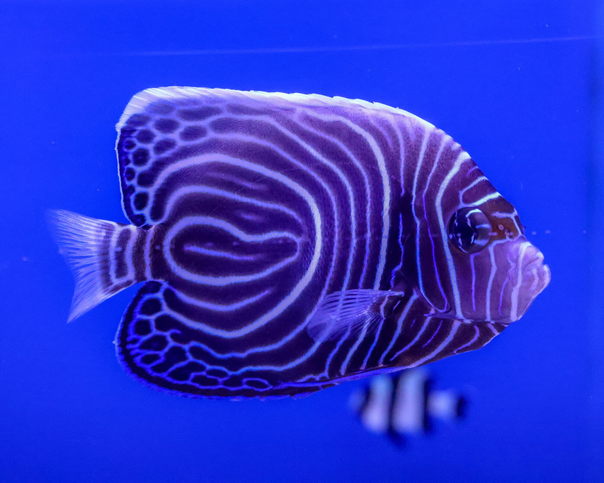 Juvenile emperor angelfish with its ringed pattern against a blue background