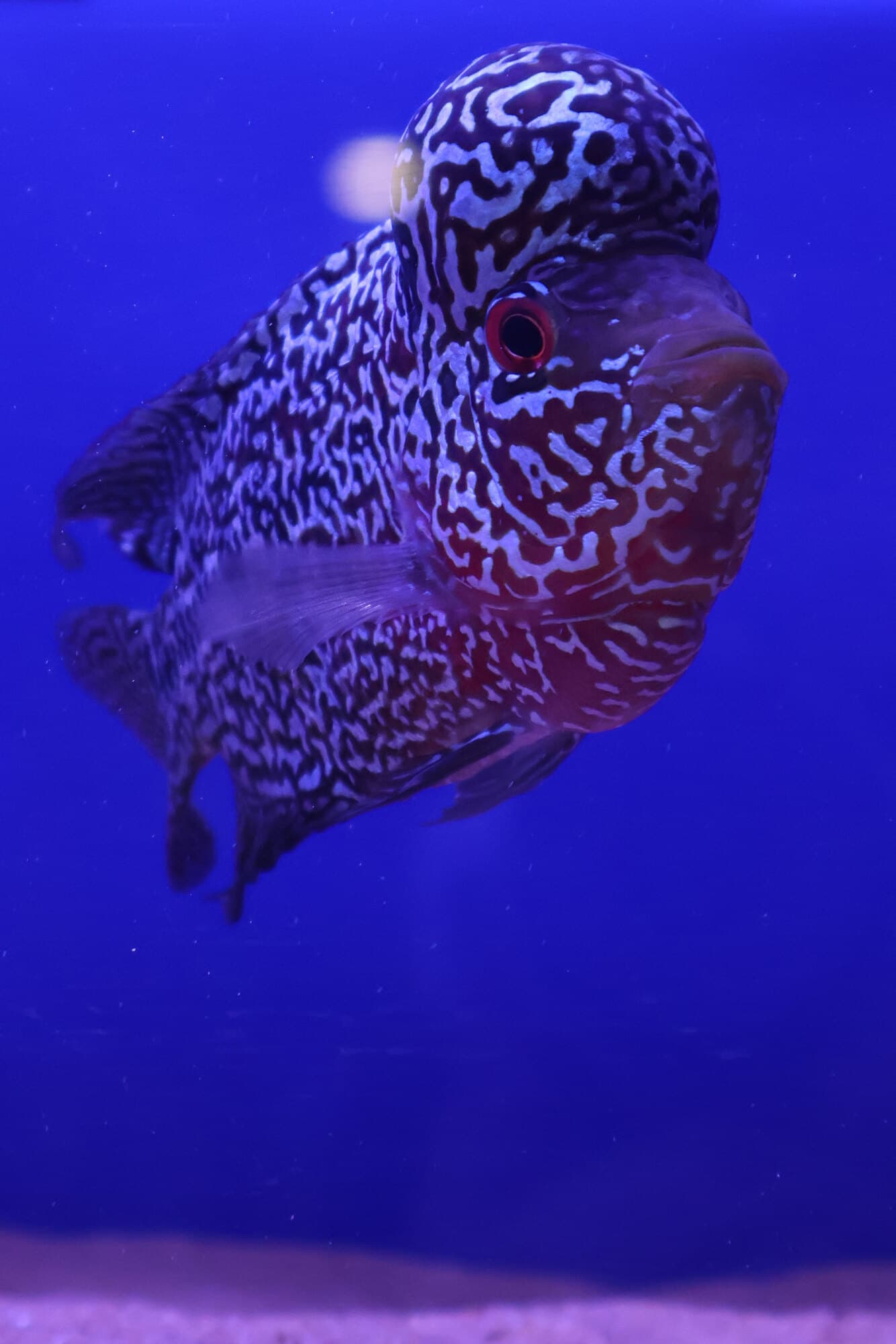 Flowerhorn cichlid with its raised head against a blue background