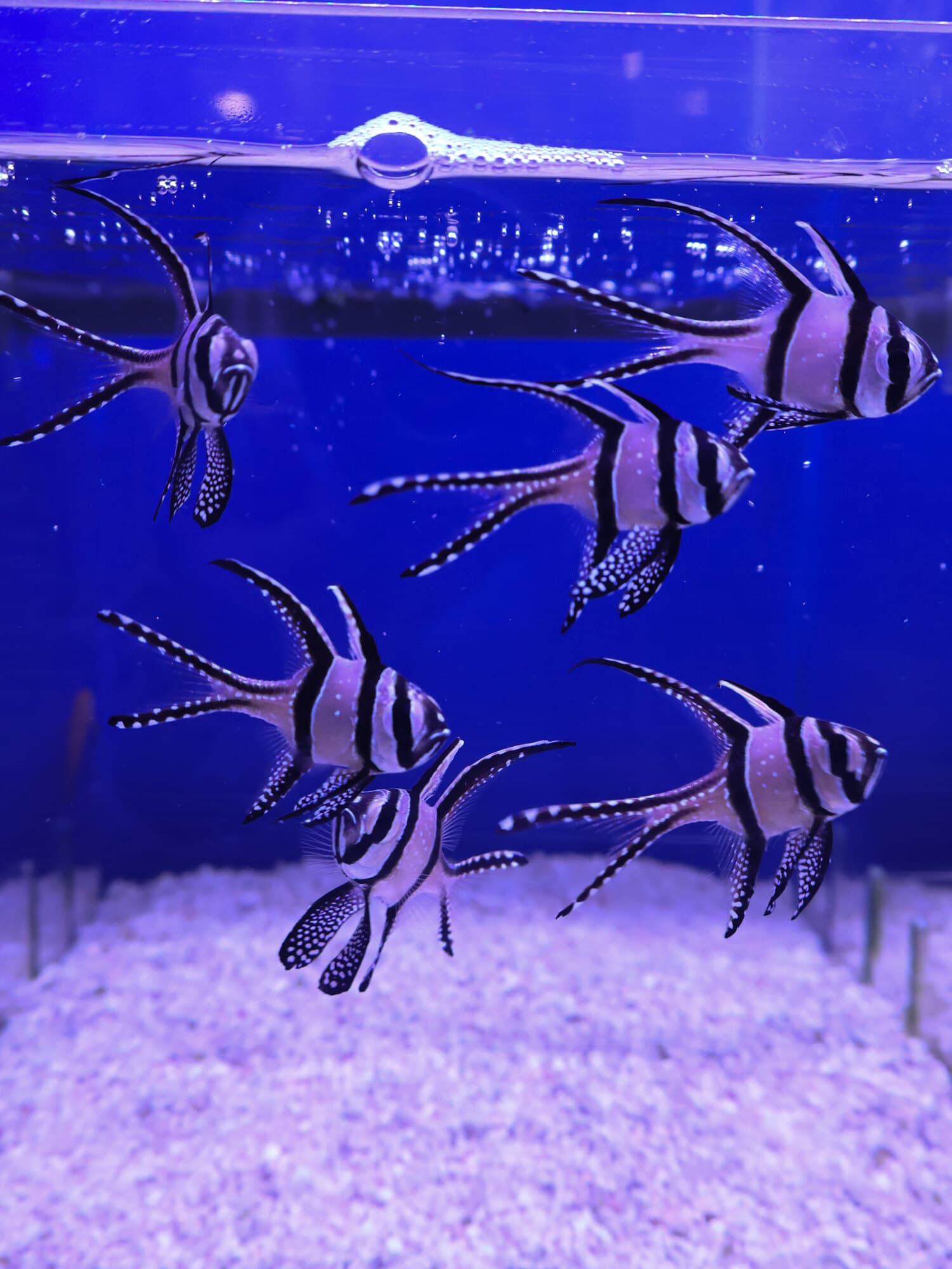 A small group of Banggai cardinalfish over white sand