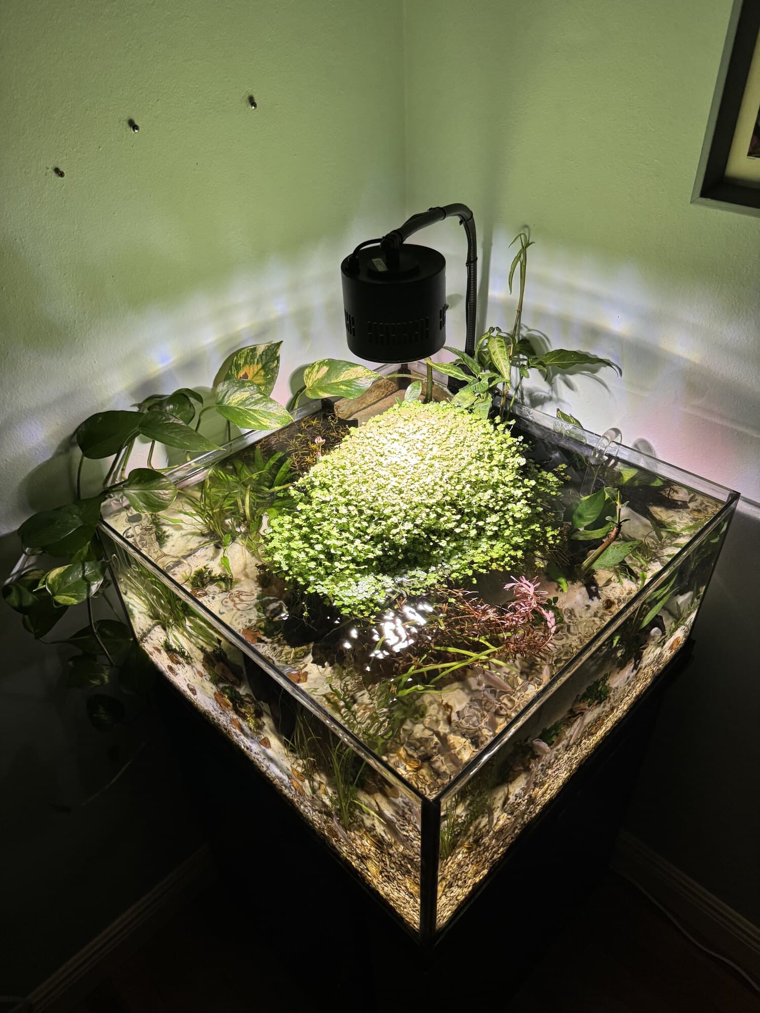 A rimless cube aquarium in the corner of a room, lit from above, with a moss ball and plants