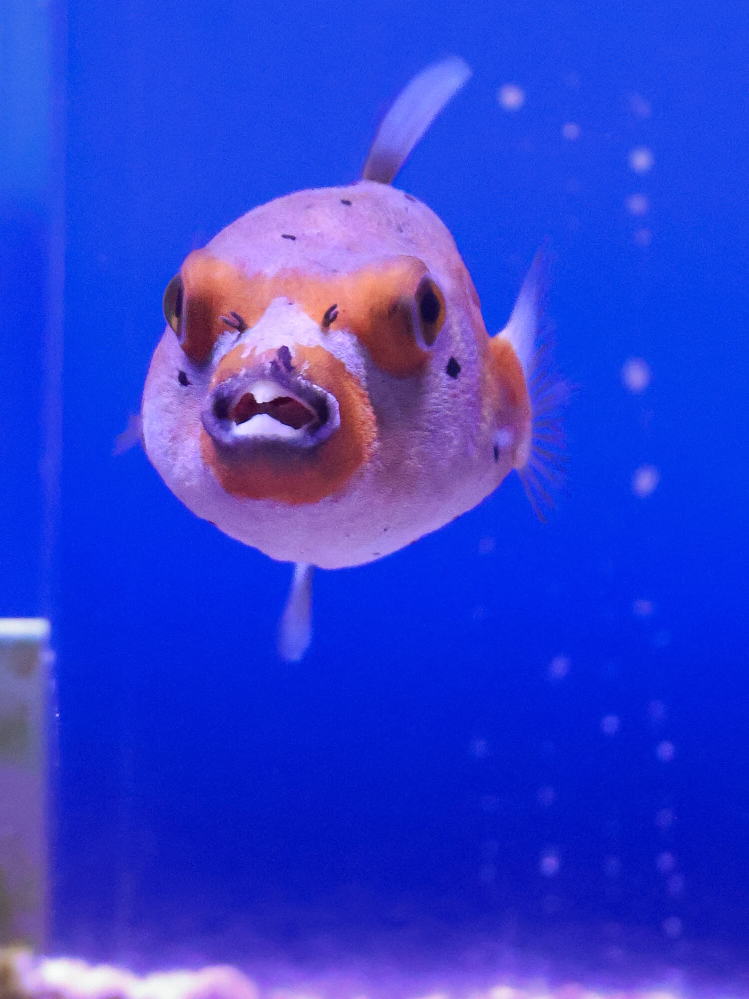 Dogface puffer facing the camera