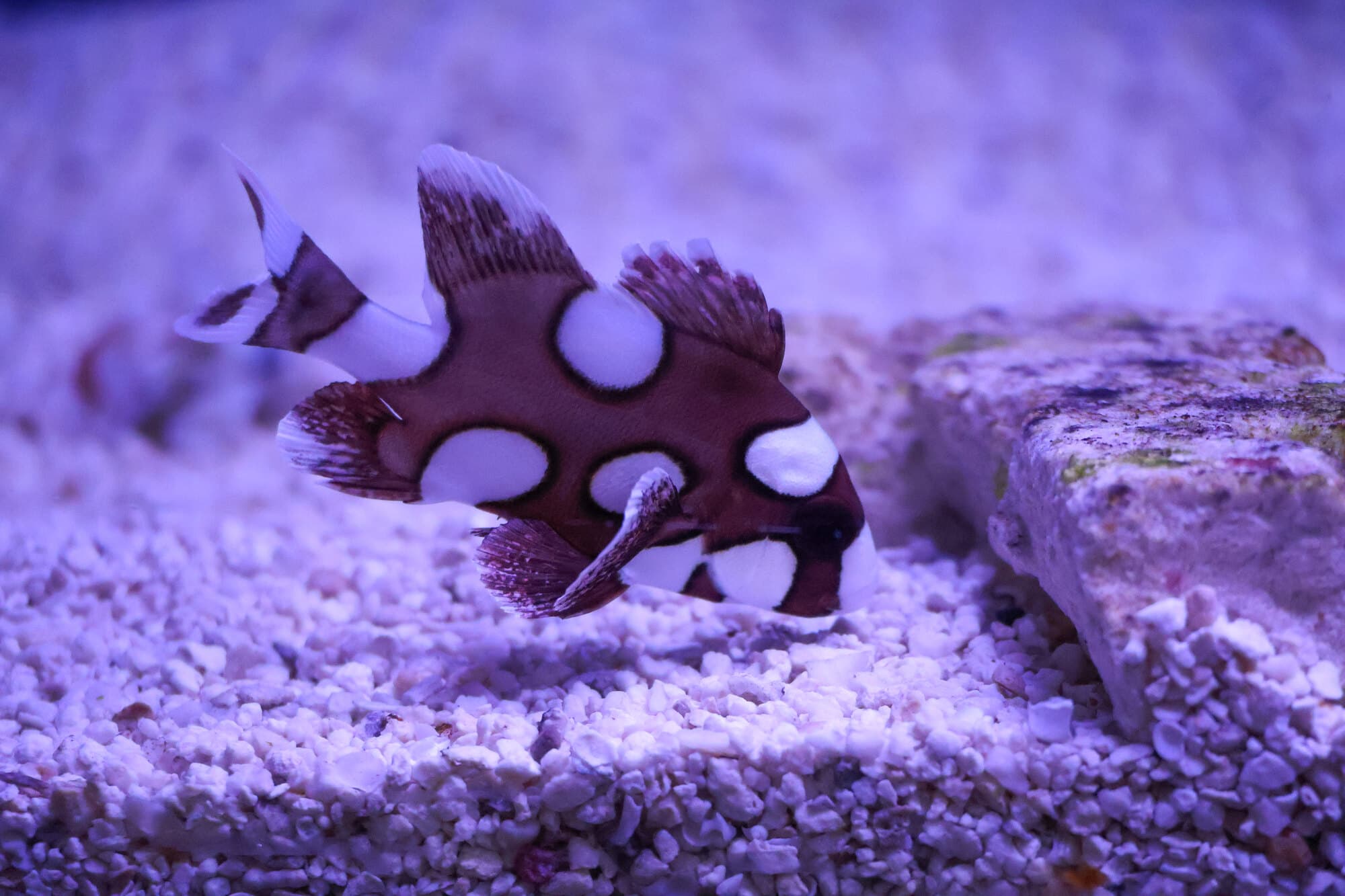 Juvenile harlequin sweetlips, brown with white spots, beside a rock