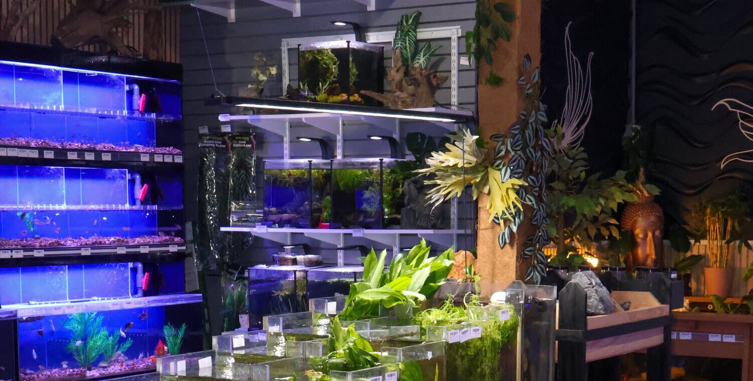 Live plant tanks in the middle of the floor, with the freshwater tanks along the wall behind them