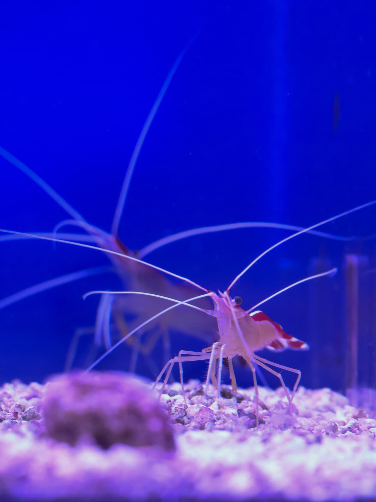 Skunk cleaner shrimp on white gravel, long white antennae raised