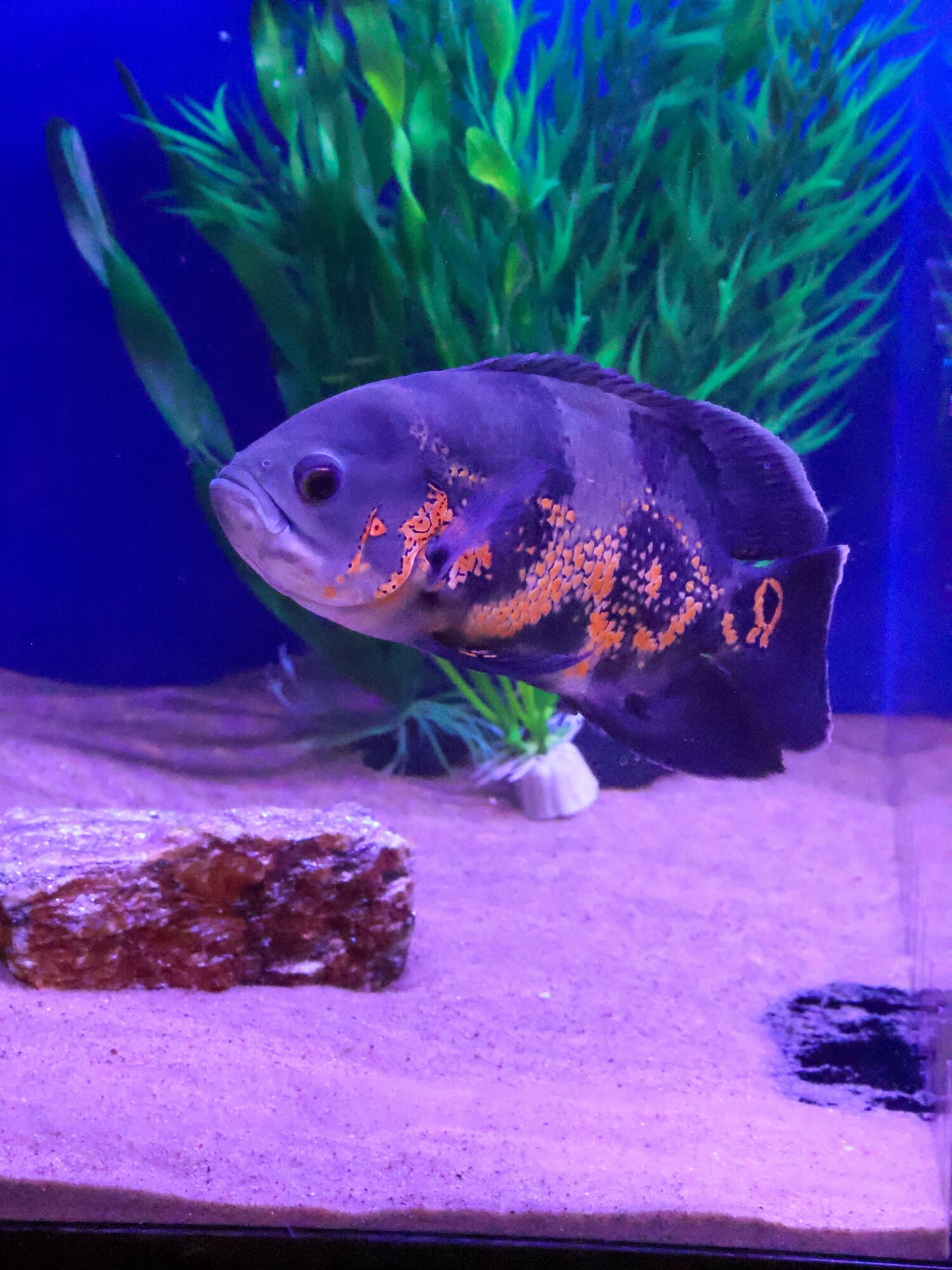Tiger oscar on sand in front of a green plant