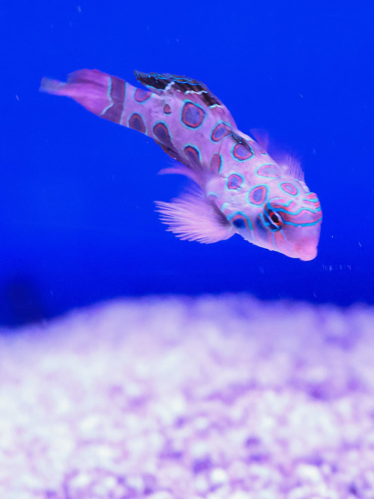 Green spotted mandarin above the sand bed in one of the store's tanks