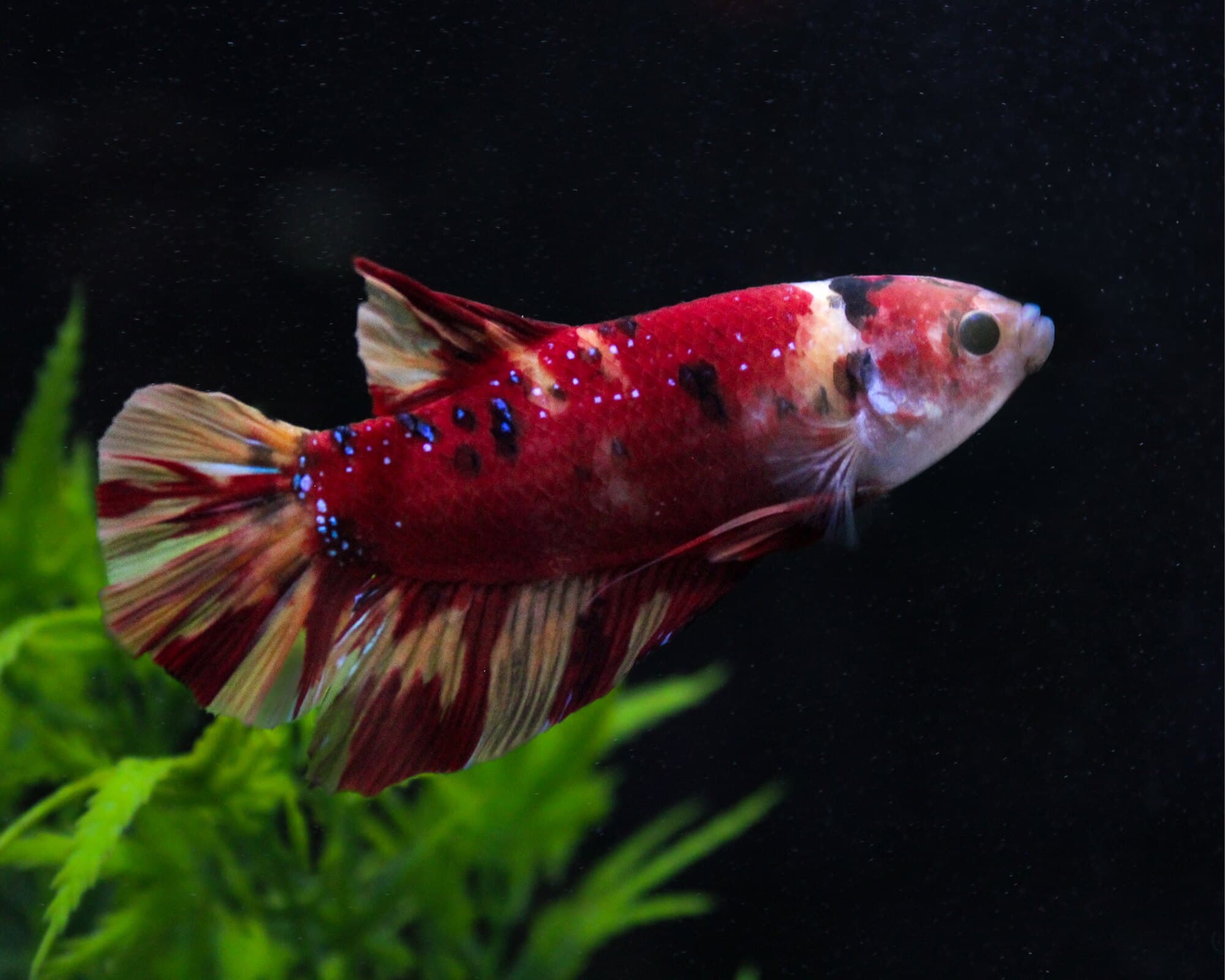 Red and white koi betta beside green plants against a black background