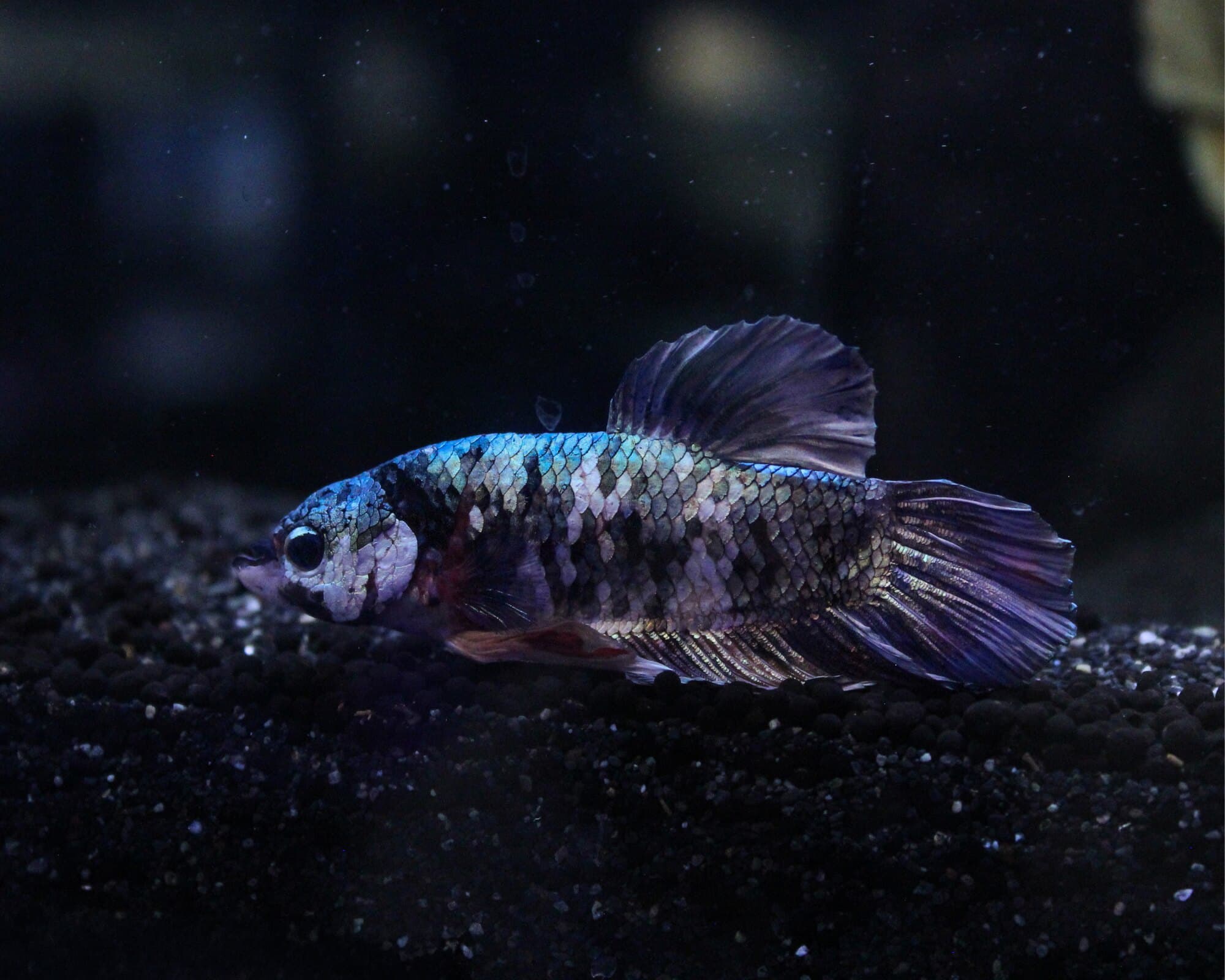 Dark blue and pink marble betta on black substrate