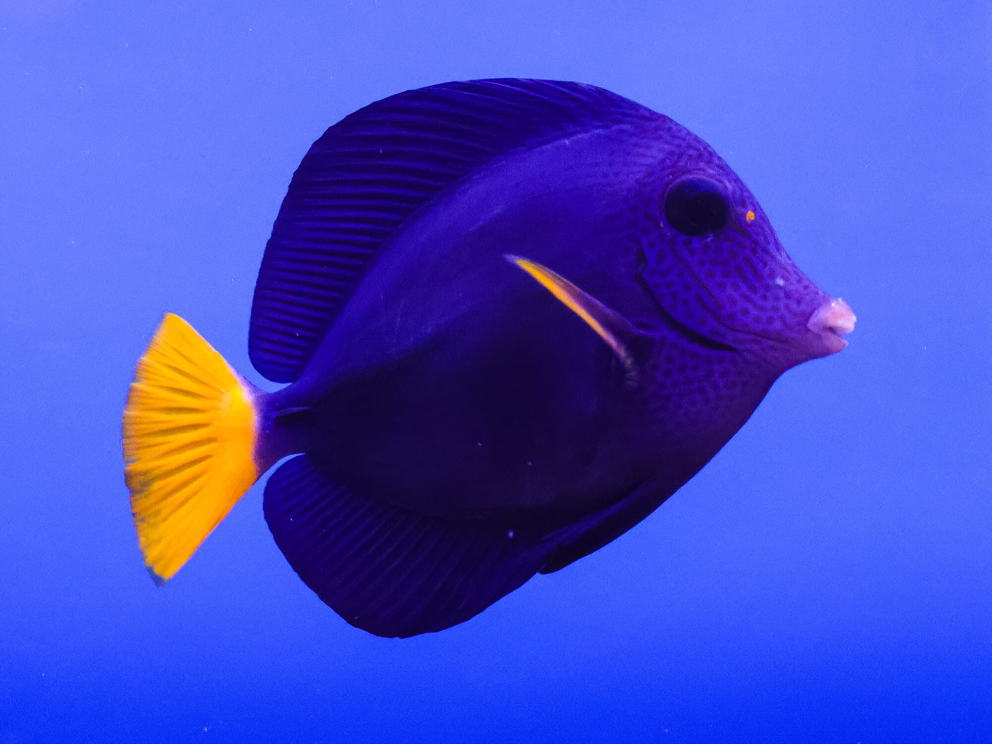 Purple tang in profile against a clear blue background