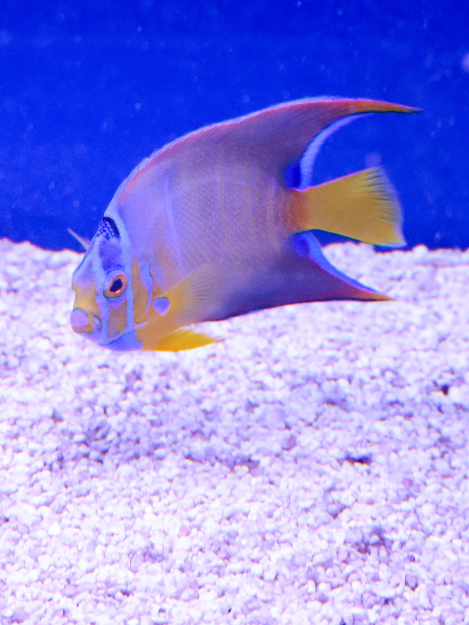Queen angelfish over white gravel in one of the store's tanks