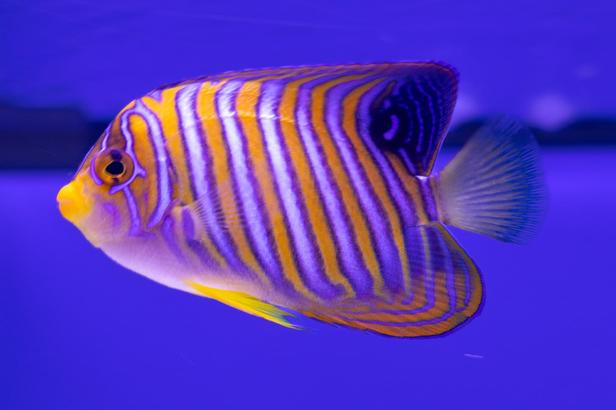 Regal angelfish in full profile against a blue background