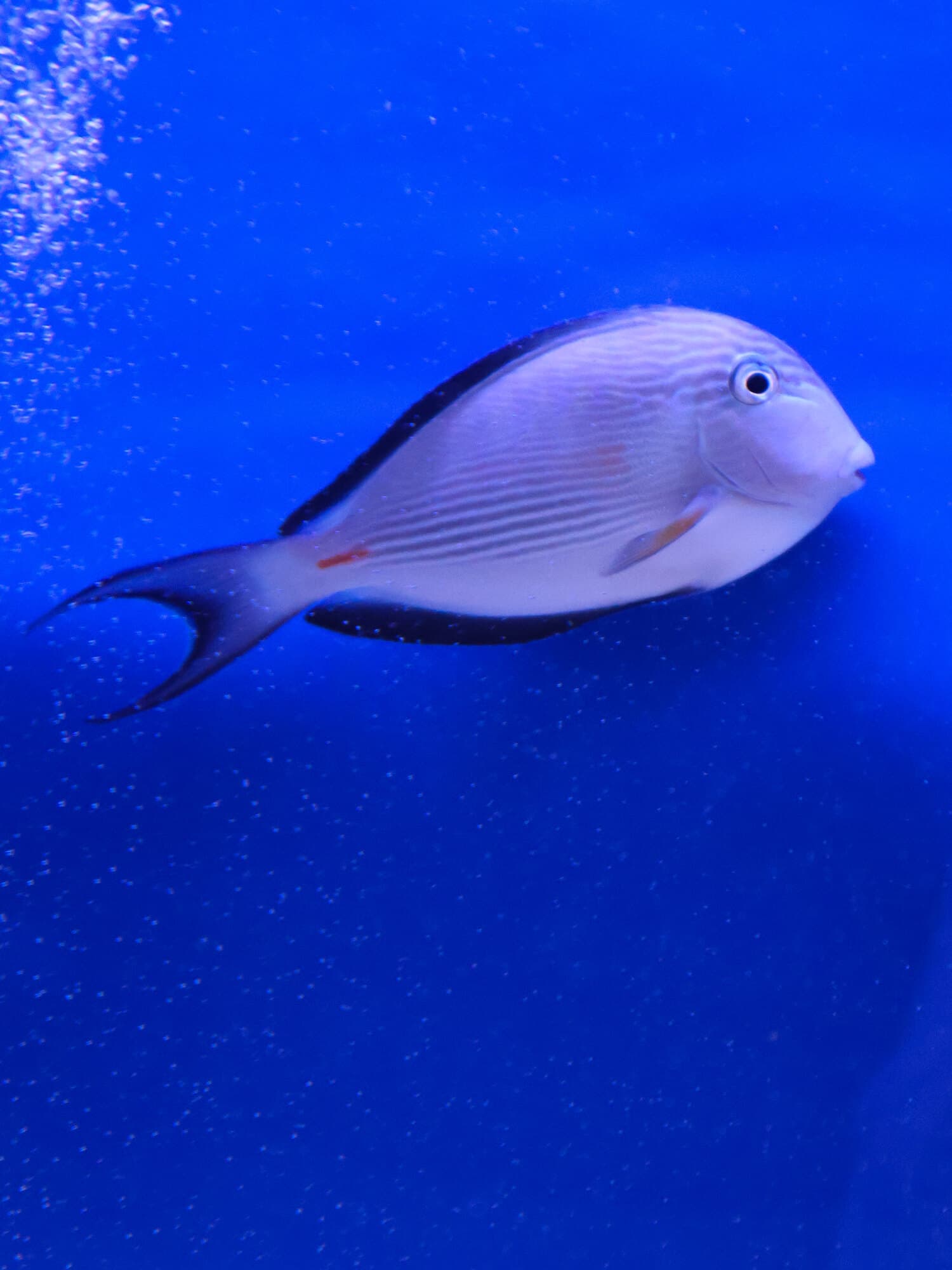 Sohal tang swimming in open water in one of the store's tanks