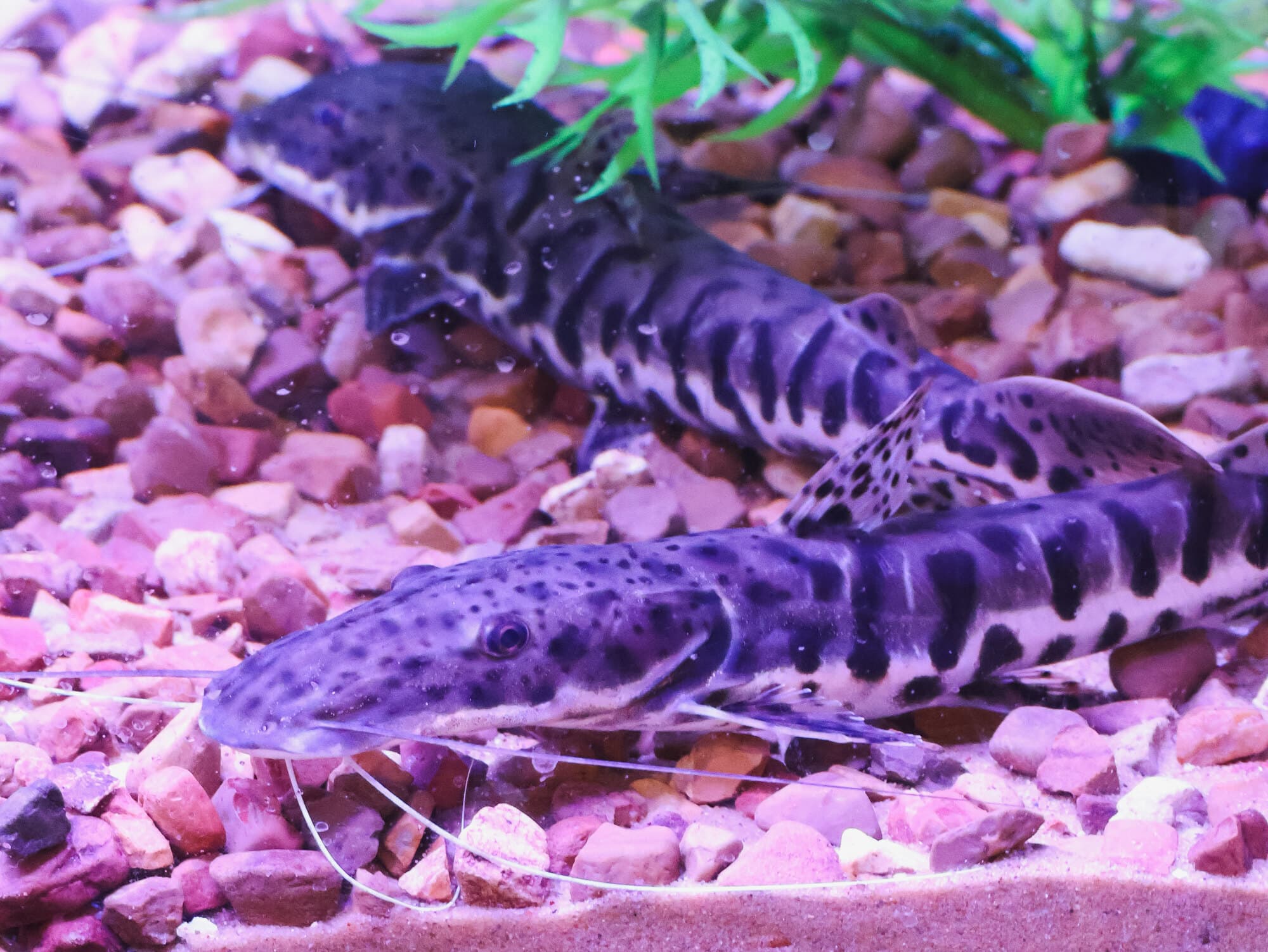 Two tiger shovelnose catfish resting on pink gravel