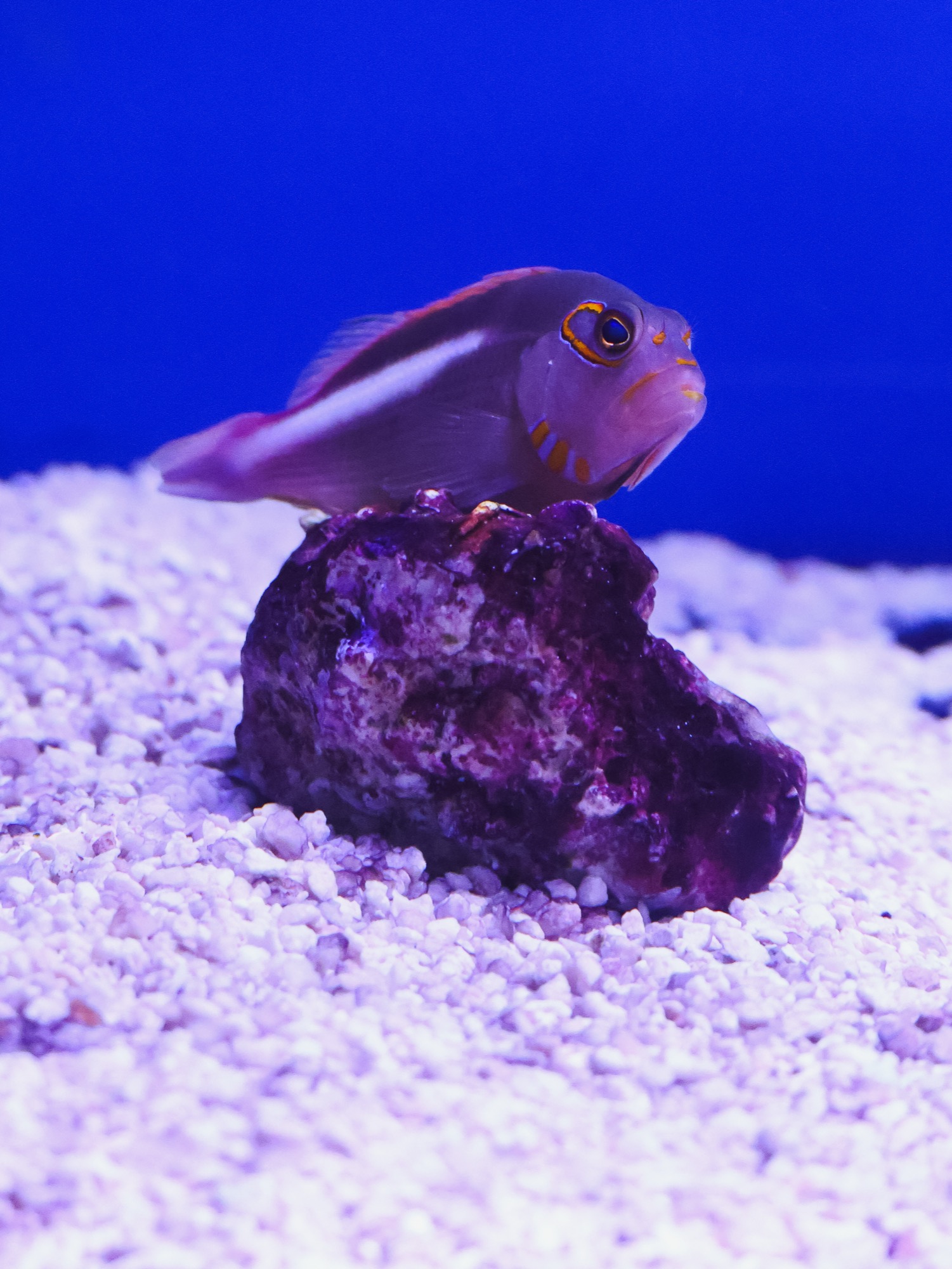 Arc eye hawkfish perched on live rock