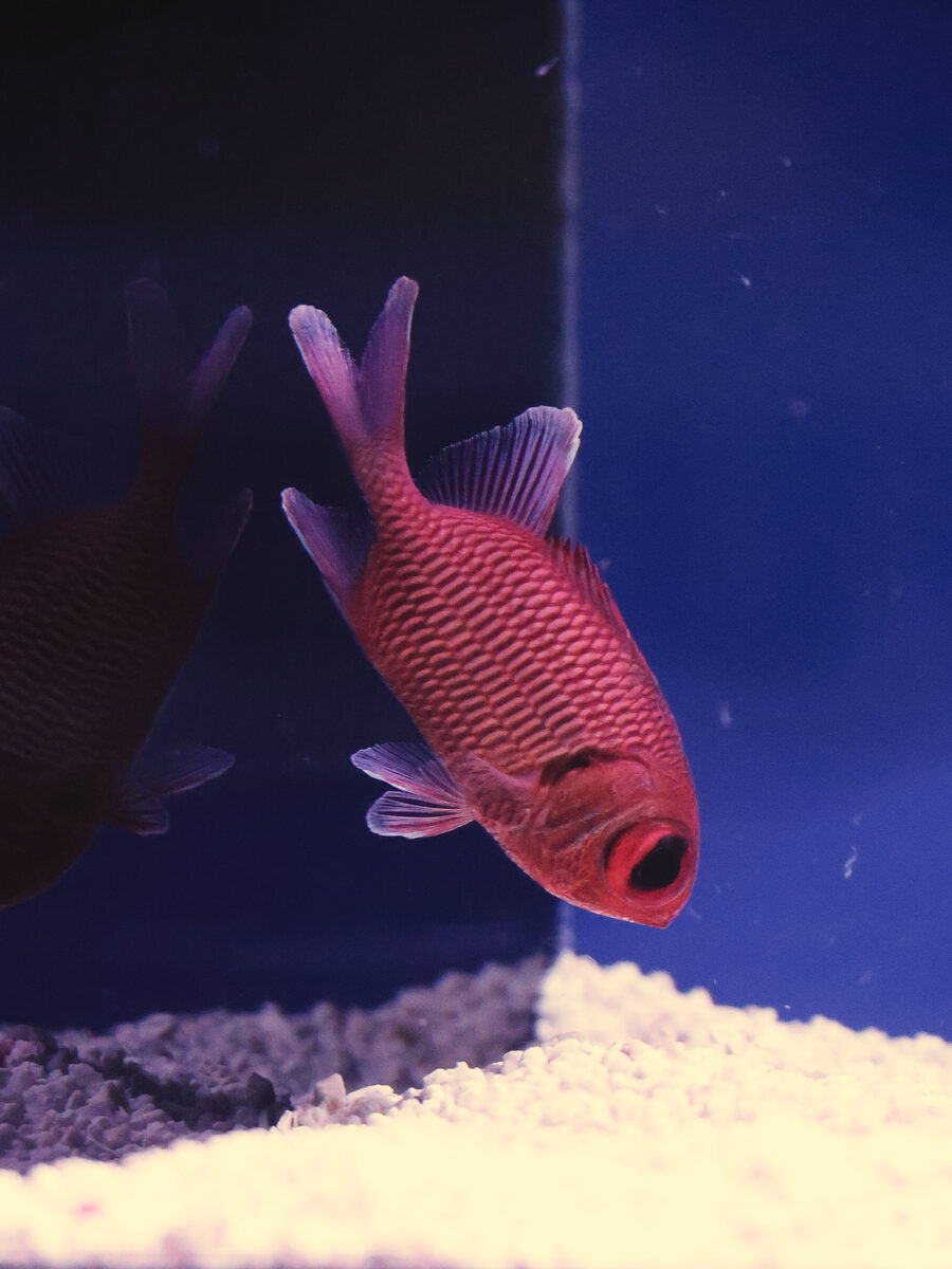 Big eye soldierfish in deep red against a dark tank corner