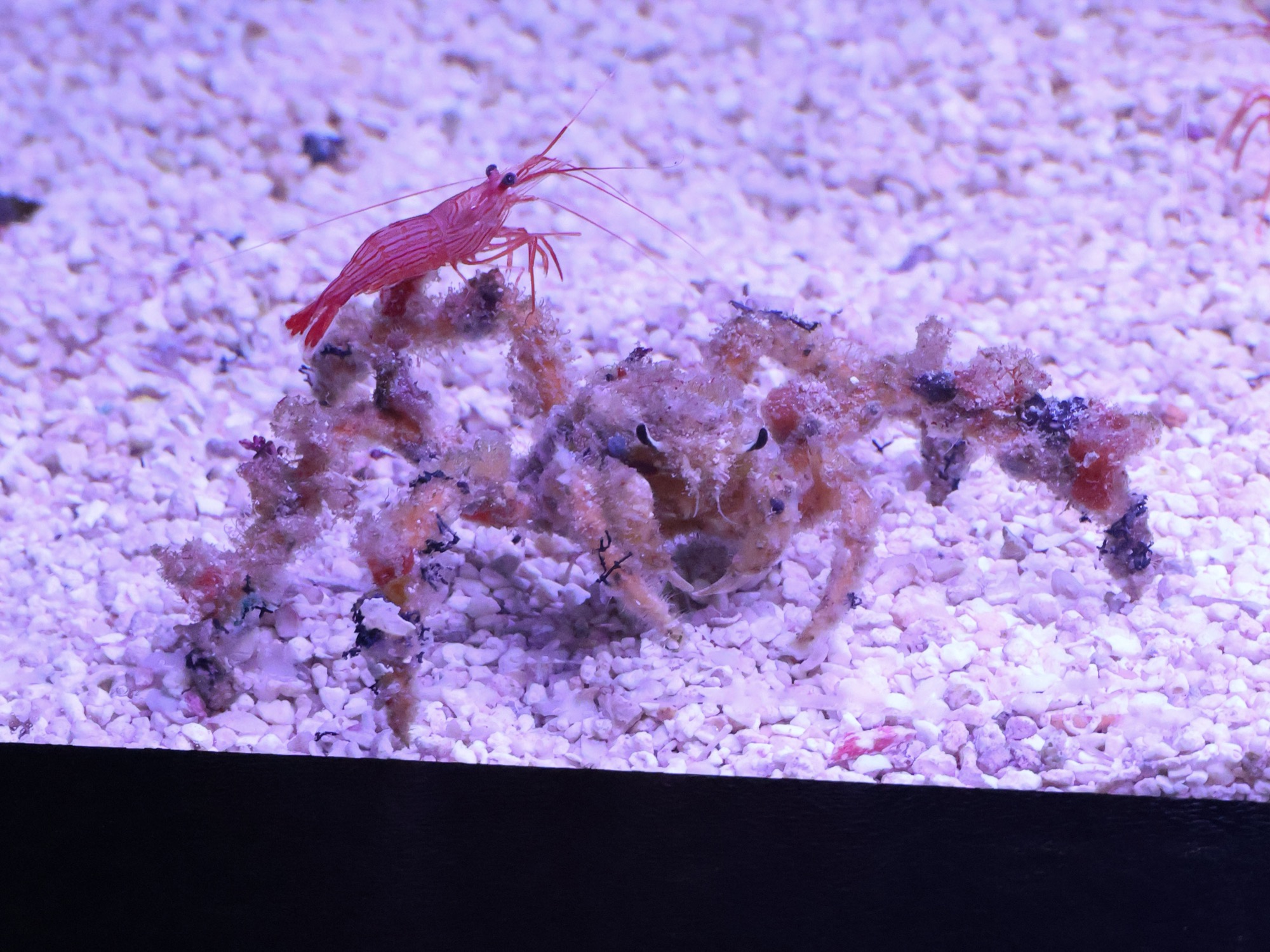 Decorator spider crab and peppermint shrimp on the sand bed