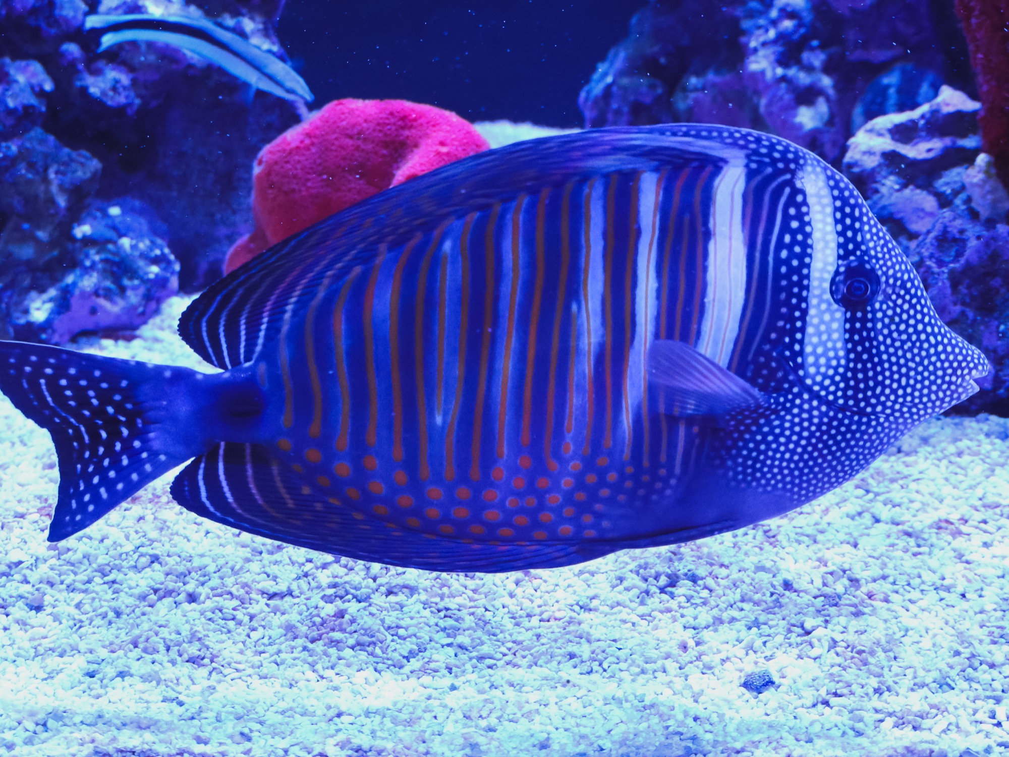 Desjardinii sailfin tang in a maintained reef display