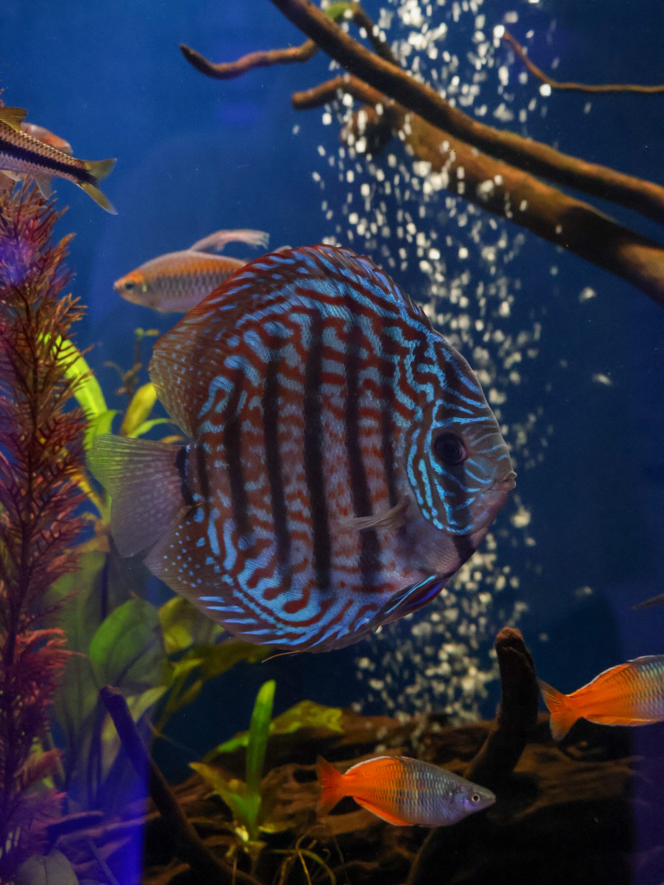 Discus over driftwood in a planted freshwater display