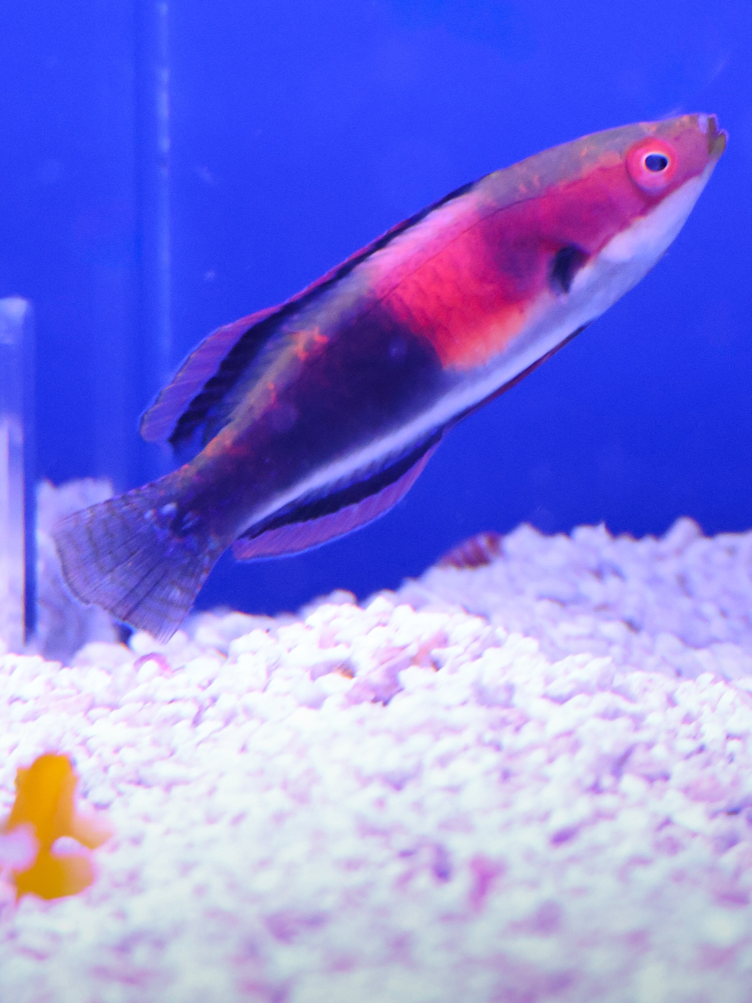 Exquisite Fairy Wrasse, photographed in our tanks