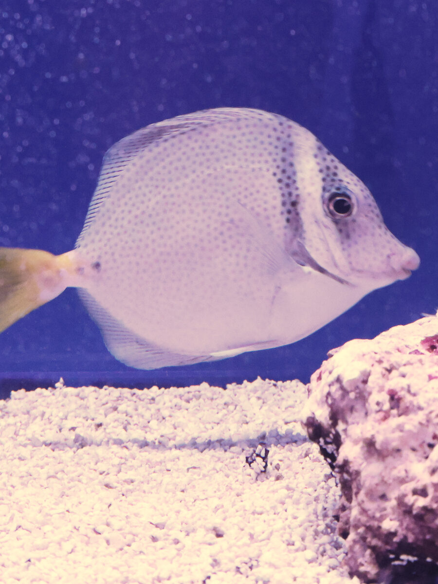 Galapagos sawtail tang drifting above the sand bed