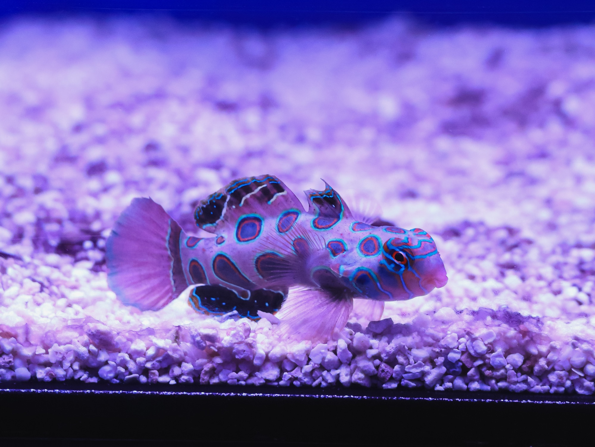 Green Spotted Mandarin, photographed in our tanks