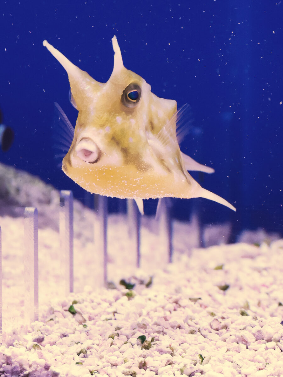 Longhorn cowfish hovering with its horns forward