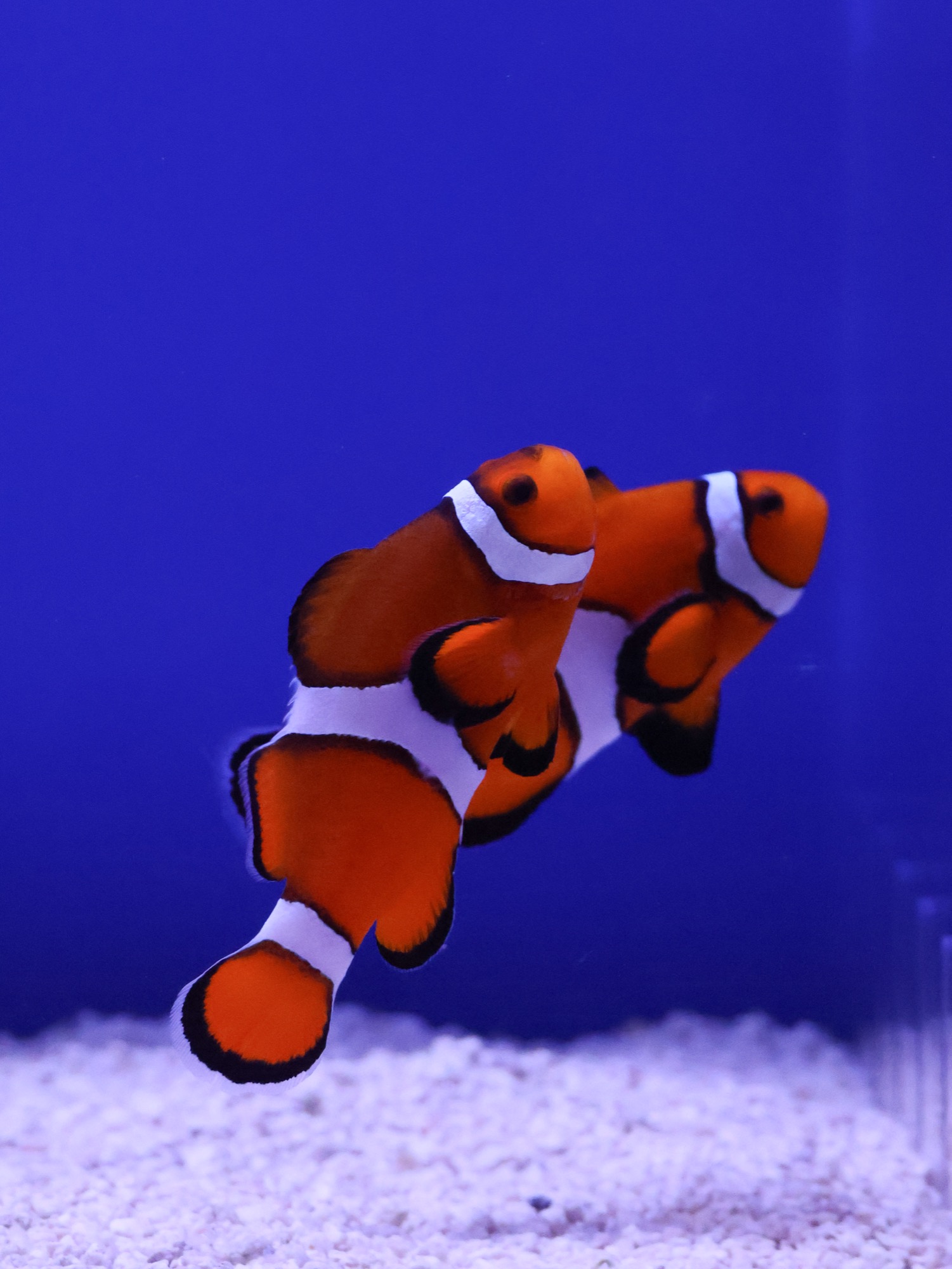 Pair of percula clownfish
