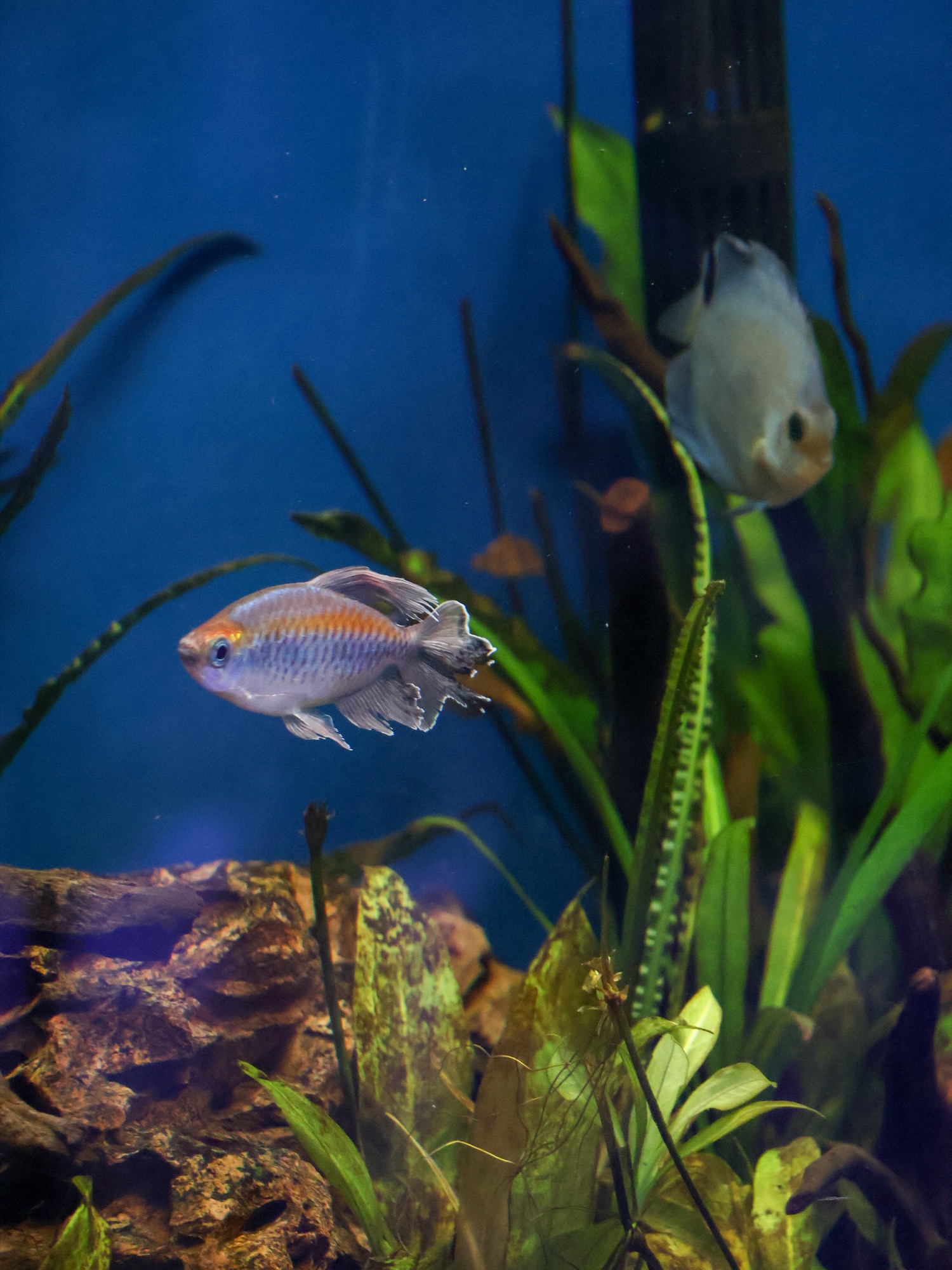 Rainbowfish in a planted freshwater display