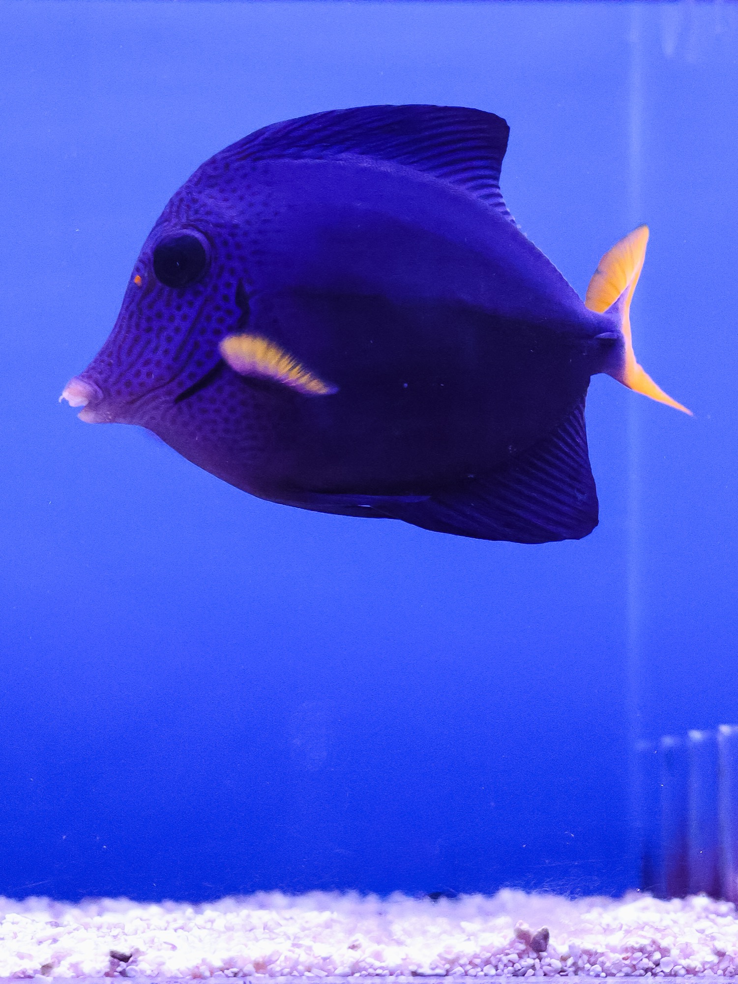Purple Tang, photographed in our tanks