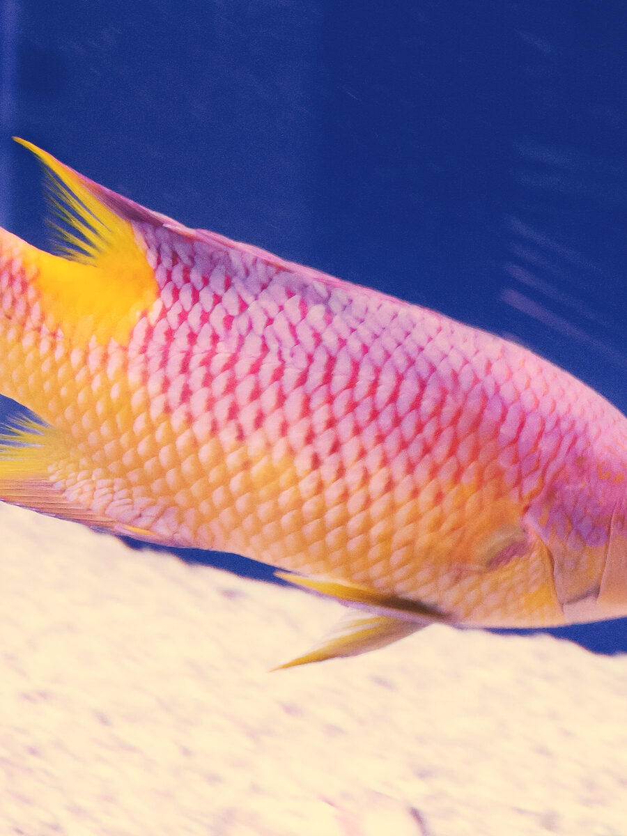 Spanish hogfish