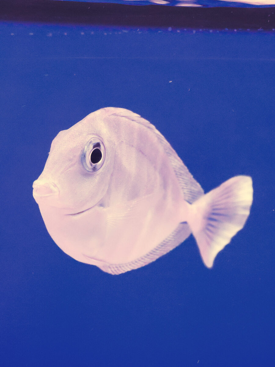 Vlamingii tang
