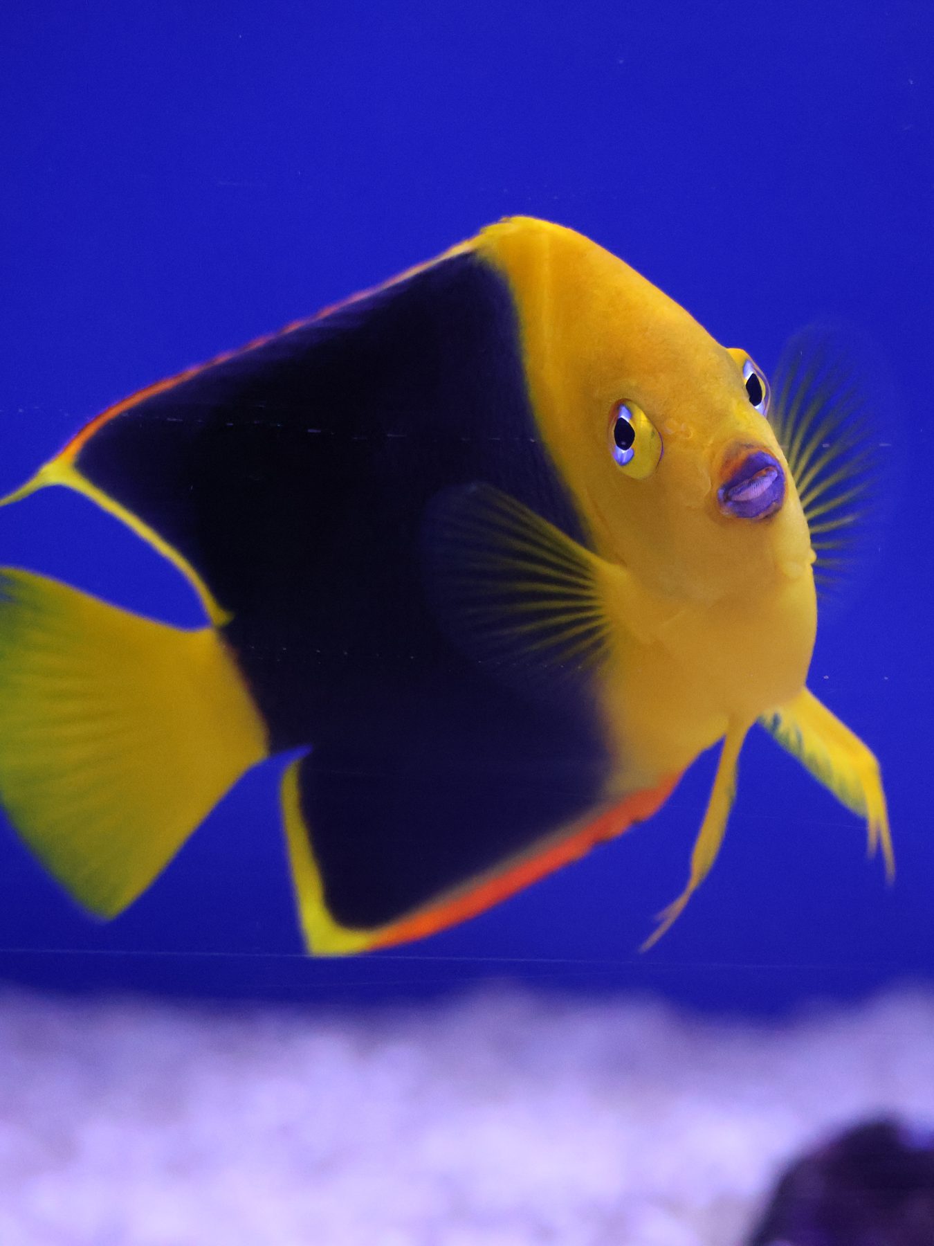 Rock beauty angelfish in a display tank at Barrier Reef