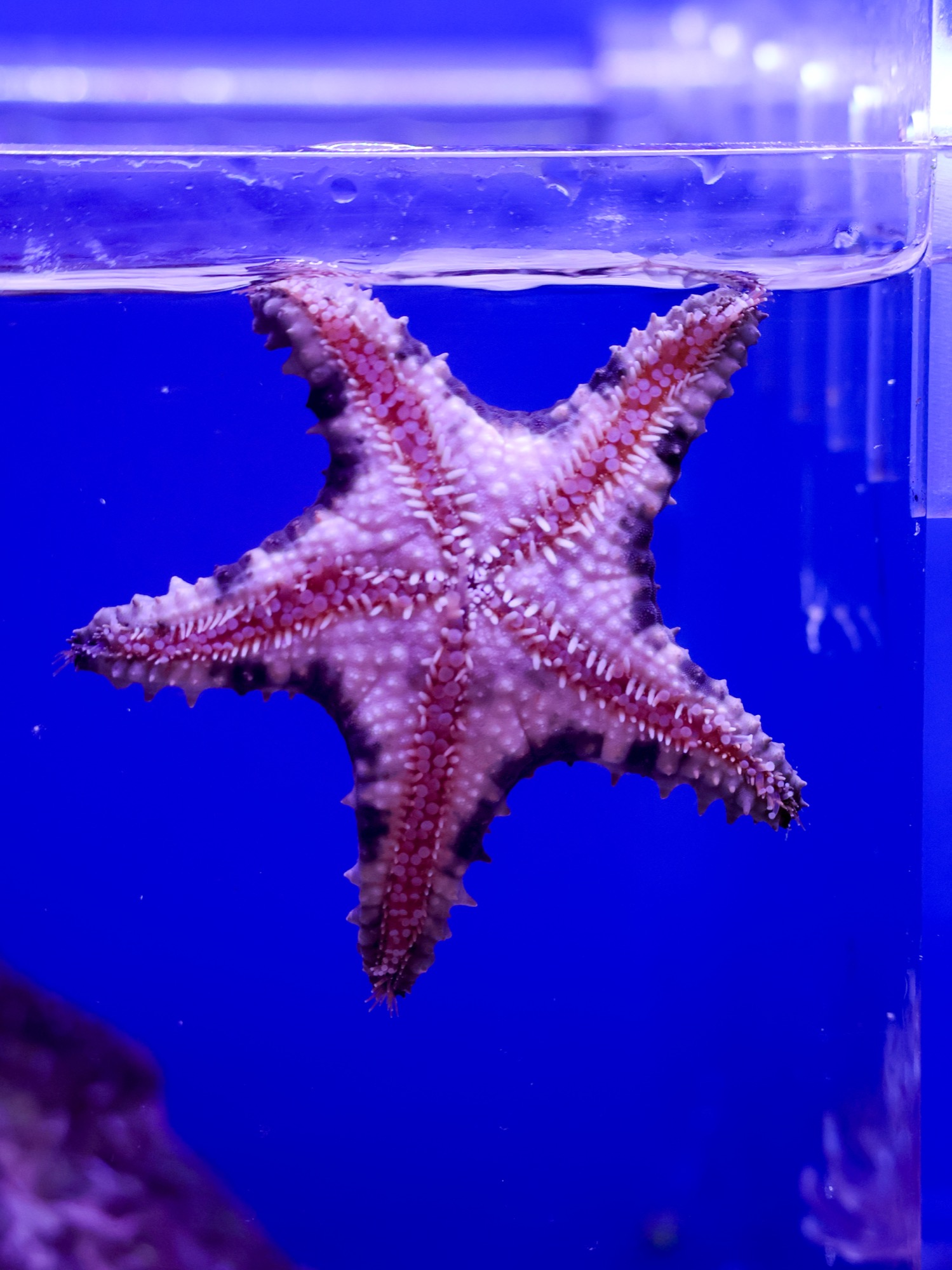 Starfish holding onto the front glass of a display tank